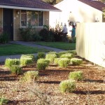 Go Native, Save Water: Xeriscape Gardening DK Landscaping Santa Rosa CA