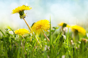 Lawn Treatment Tips to Prevent Crabgrass & Dandelions