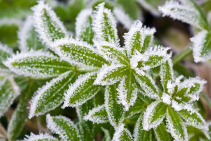 Practical Winter Gardening Advice For Homeowners