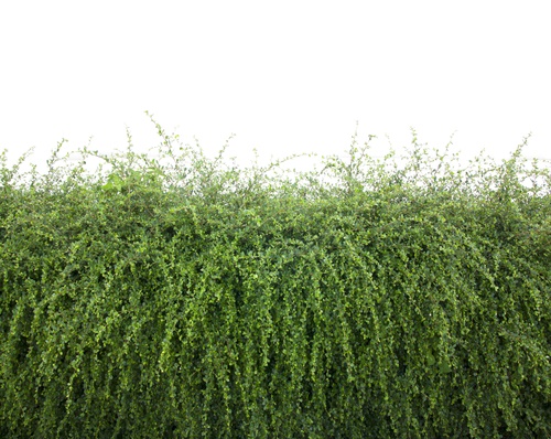 Bushes fence leaves green White plaster walls