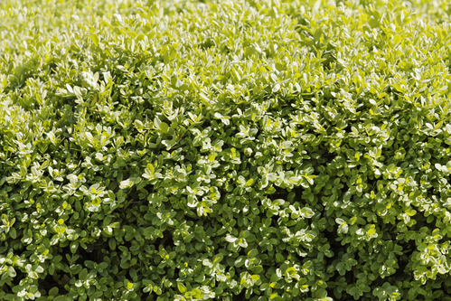 How-to-Grow-Boxwood-Shrubs-dk-landscaping-CA