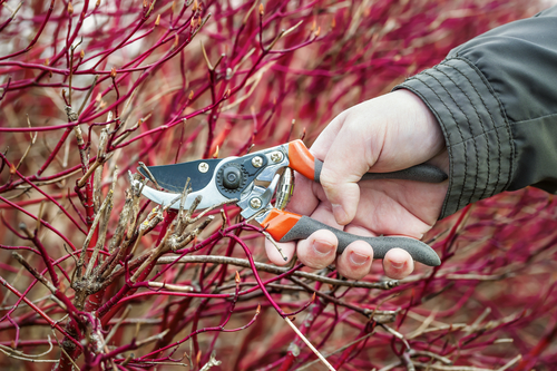 Winter-landscaping-Its-Actually-Great-For-Your-Lawn-DK-Landscaping-CA