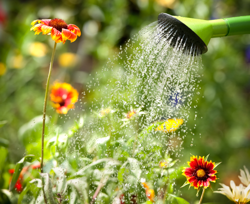 Useful-Tips-For-Watering-Your-Garden-DK-Landscaping-CA.png