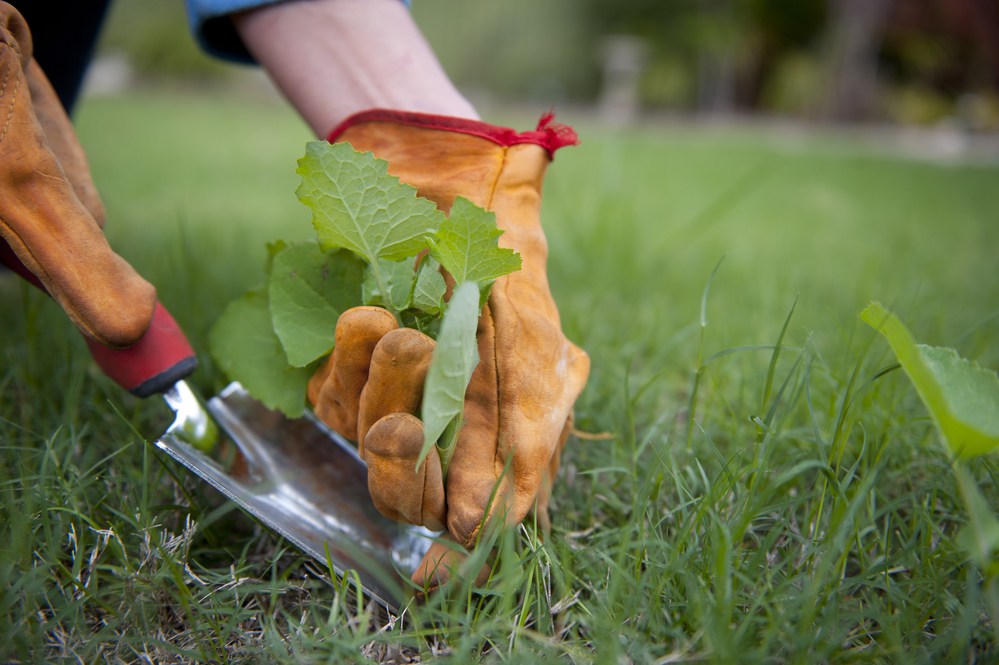 Lawn management shop