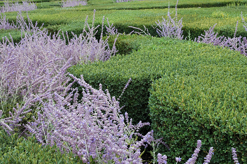 Lavender and boxwood shrubbery