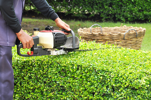 Yard Maintenance expert cutting hedge