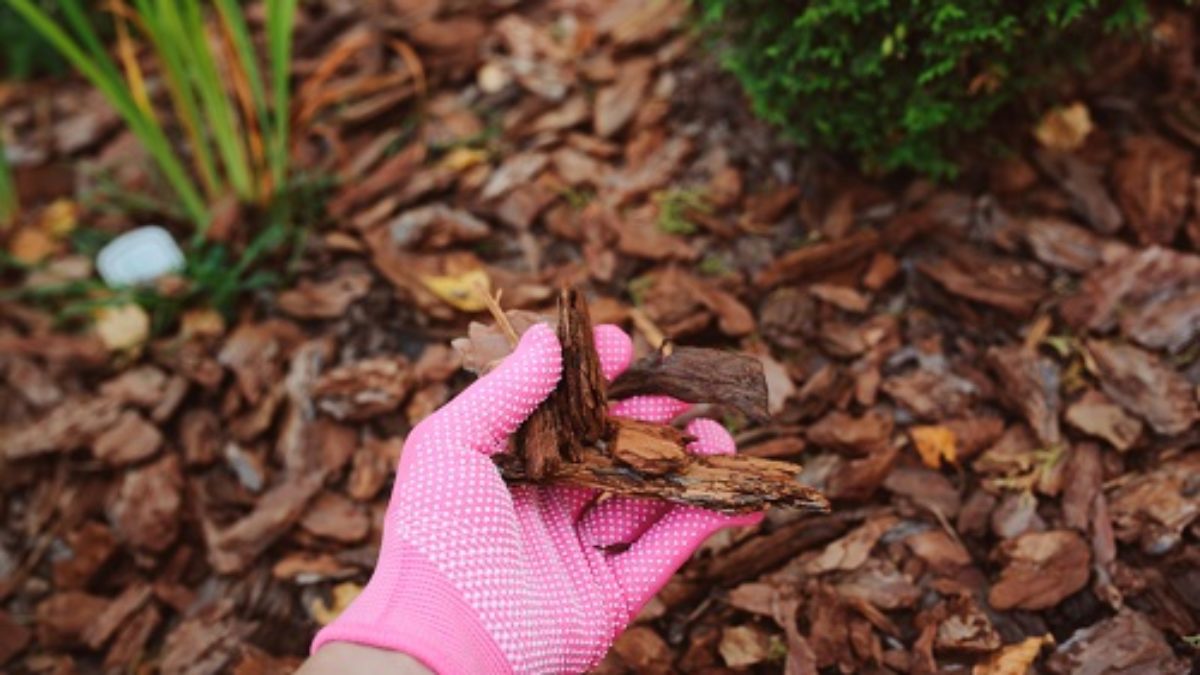 Pine Bark Mulch Uses - Are There Benefits Of Pine Bark Mulch In Gardens