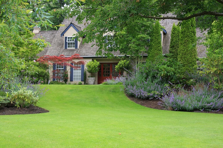 Lush green lawn with house in background