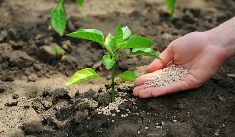 Fertilizer & Xeriscape Tips To Help Your Landscape Thrive