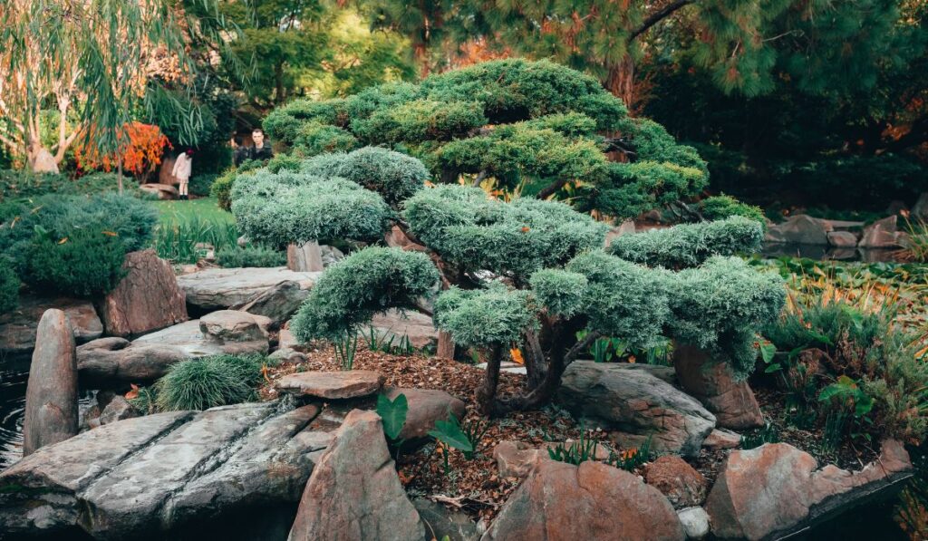 DK Landscaping Evergreens in your backyard landscaping large evergreen bushes in a backyard-min