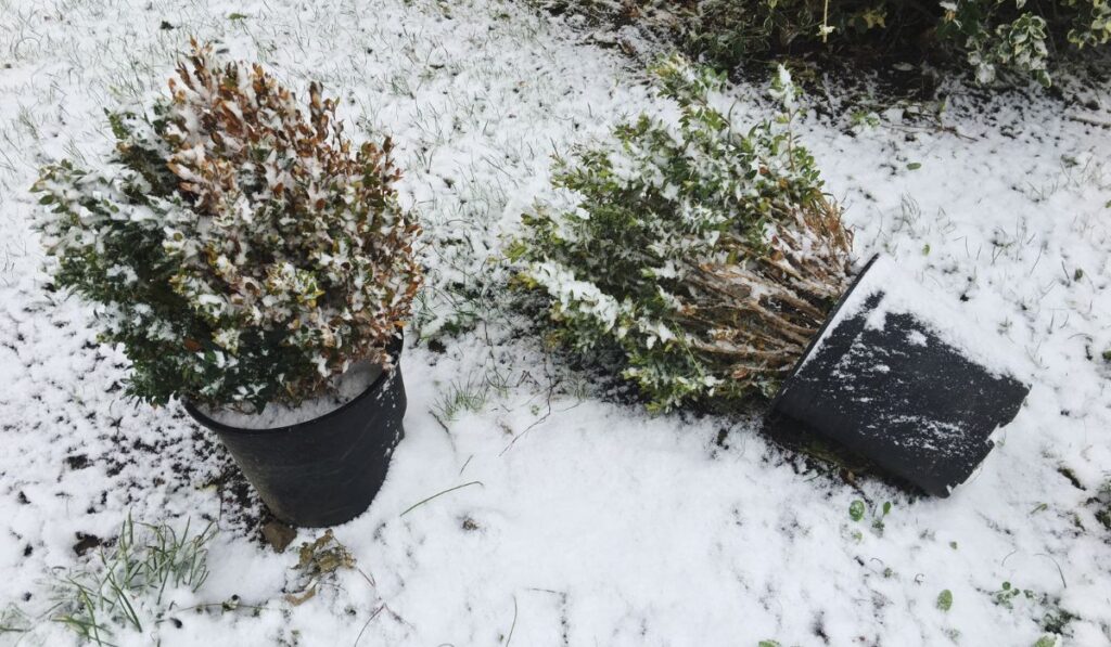 DK-Landscaping-winter-plants-and-winter-landscaping-min