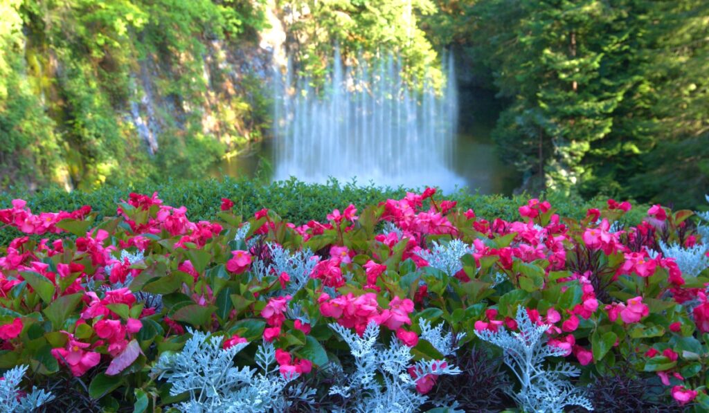 flower garden with shooting water fountain