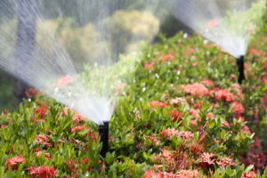 Irrigation System watering plants in garden