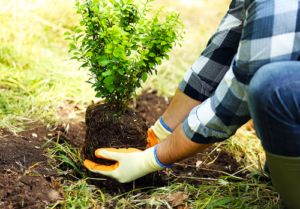Landscaper with plant in hands ready to transplant in earth