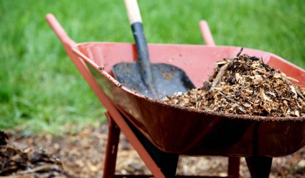 Wheel barrel with mulch and a shovel in it