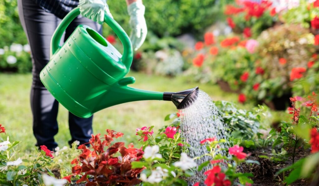 woman with a green watering can, watering her flower garden