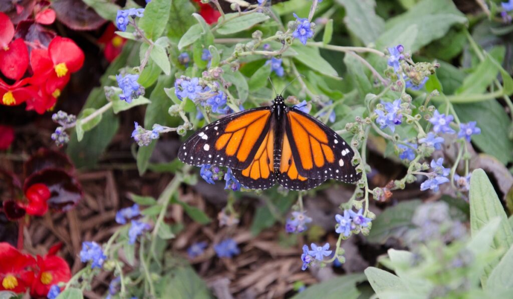 flower garden showcasing butterflies
