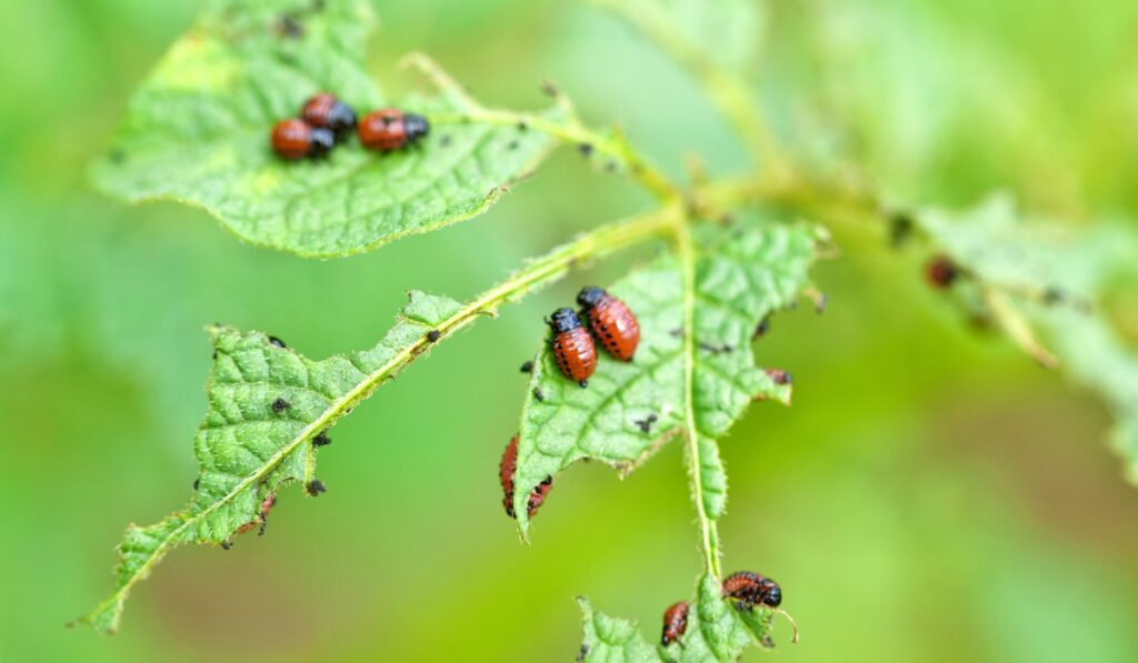 garden insects eating plants