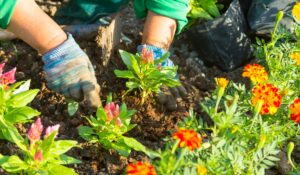 woman starting to plant her dream garden in spring