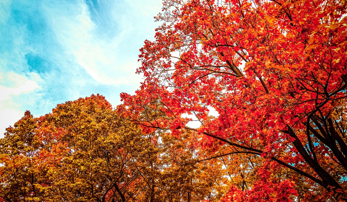 Fall Tress, Red Maples