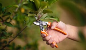 Pruning a plant
