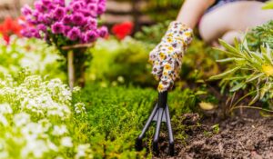 someone starting to tend a garden using a garden rake and glove