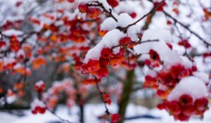 winter snow covering red berries in a garden