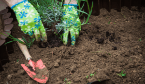 hands holding and planting a bush
