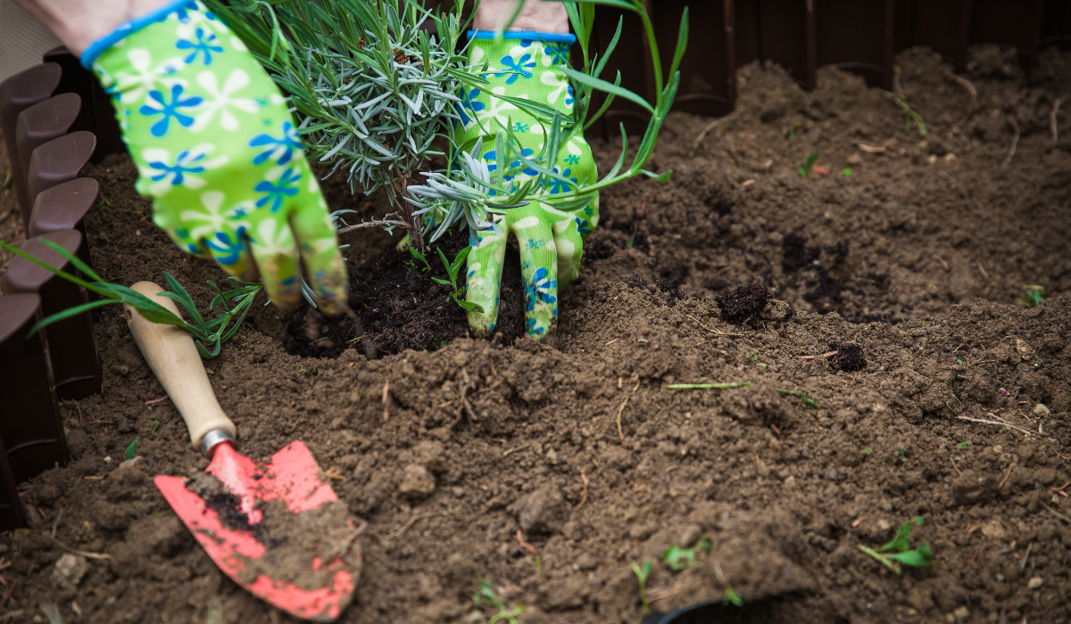 hands holding and planting a bush