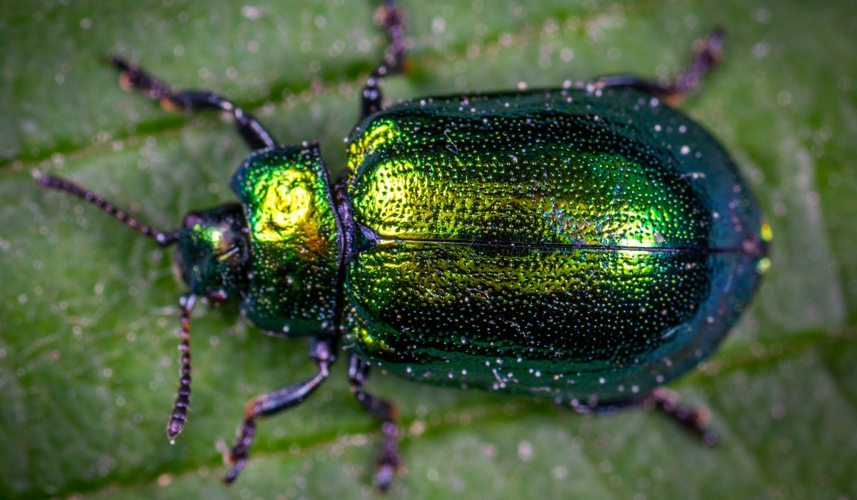 green beetle on a plant leaf