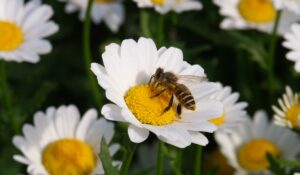 Bees in a flower garden