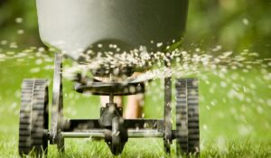 man using a push cart to spread grass seed