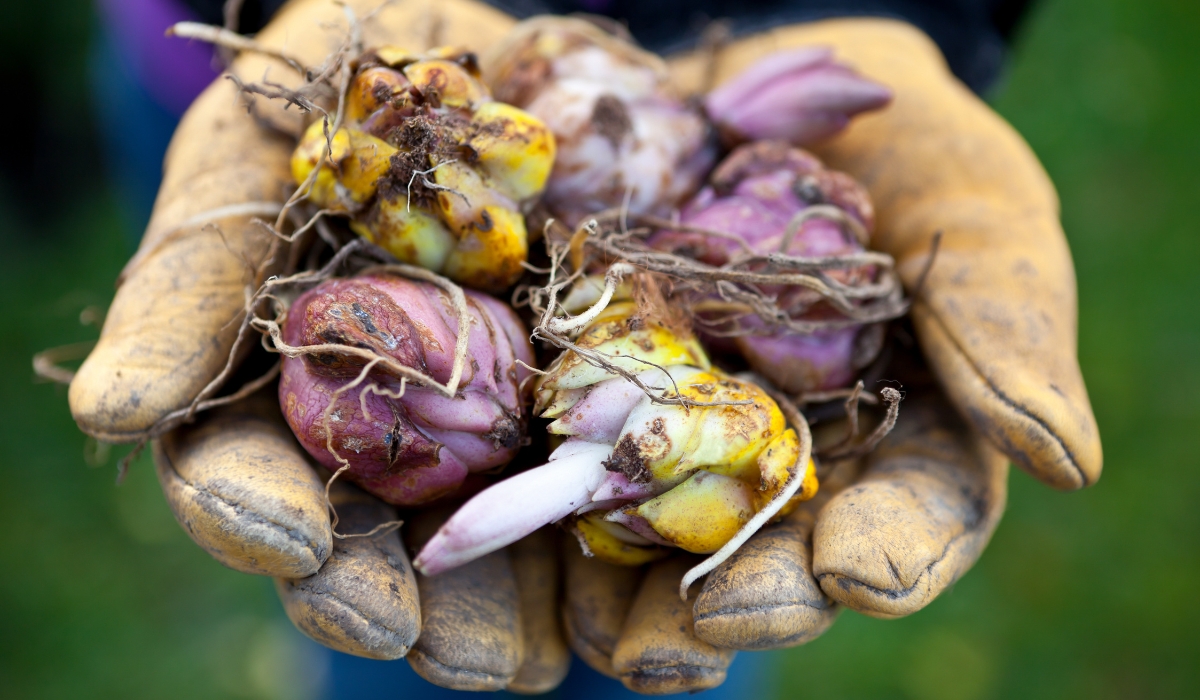 a pair of hands wearing gloves, holding several plant bulbs