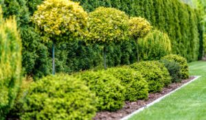 Backyard with beautiful shrubs